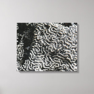 Schwarz-Weiß-Korallen I Abstrakt-Natur-Foto Leinwanddruck