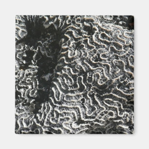 Schwarz-Weiß-Korallen I Abstrakt-Natur-Foto Magnet