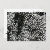 Schwarz-Weiß-Korallen I Abstrakt-Natur-Foto Postkarte (Vorne/Hinten)