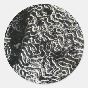 Schwarz-Weiß-Korallen I Abstrakt-Natur-Foto Runder Aufkleber