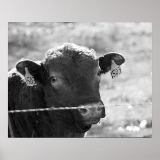Schwarz-Weiß-Kuh hinter Barbed Wire Fence 16x20 Poster (Vorne)