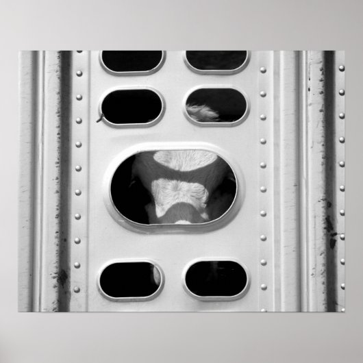 Schwarz-Weiß-Kuh in einem Rindertransporter 16x20 Poster (Vorne)