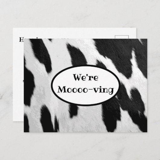 Schwarz-Weiß-Kuh versteckt Blick bewegende Ankündi Ankündigungspostkarte (Vorne/Hinten)