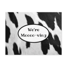 Schwarz-Weiß-Kuh versteckt Blick bewegende Ankündi