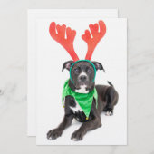 Schwarz-Weiß-Labrador-Retriever/Pit Bull (Vorne/Hinten)