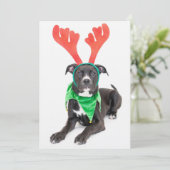 Schwarz-Weiß-Labrador-Retriever/Pit Bull (Stehend Vorderseite)