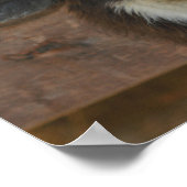 Schwarz-Weiß-Lama Poster (Ecke)