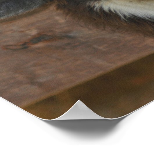 Schwarz-Weiß-Lama Poster (Ecke)