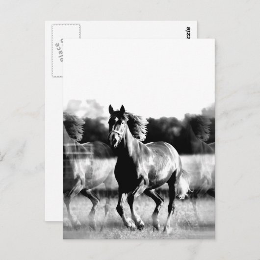 Schwarz-Weiß-Laufpferde-Karten Postkarte (Vorne/Hinten)