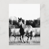 Schwarz-Weiß-Laufpferde-Karten Postkarte (Vorderseite)