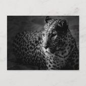 Schwarz-Weiß-Leopard Postkarte (Vorderseite)