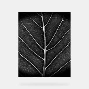 Schwarz-weiß leuchtendes Blatt Nahaufnahme Acrylschild