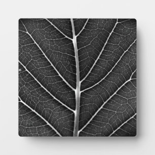 Schwarz-weiß leuchtendes Blatt Nahaufnahme Fotoplatte