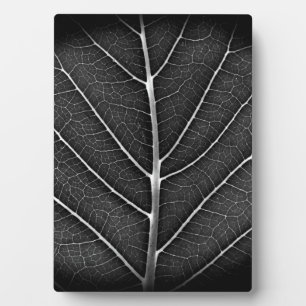 Schwarz-weiß leuchtendes Blatt Nahaufnahme Fotoplatte