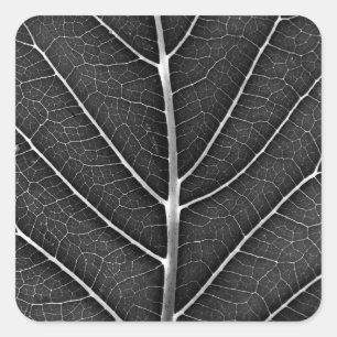 Schwarz-weiß leuchtendes Blatt Nahaufnahme Quadratischer Aufkleber