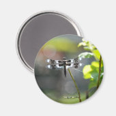 Schwarz-Weiß-Libelle Magnet (Vorderseite/Rückseite)