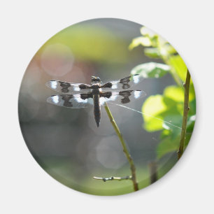 Schwarz-Weiß-Libelle Magnet
