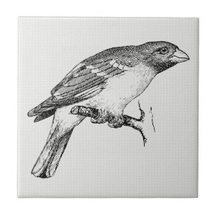 Schwarz-Weiß-Linienzeichnung Vogel Fliese