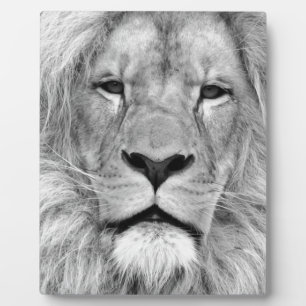 Schwarz-Weiß-Lion Fotoplatte