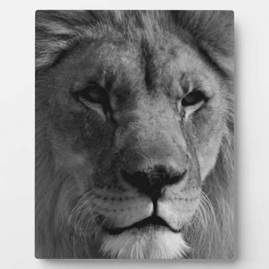 Schwarz-Weiß-Lion Fotoplatte (Vorderseite)