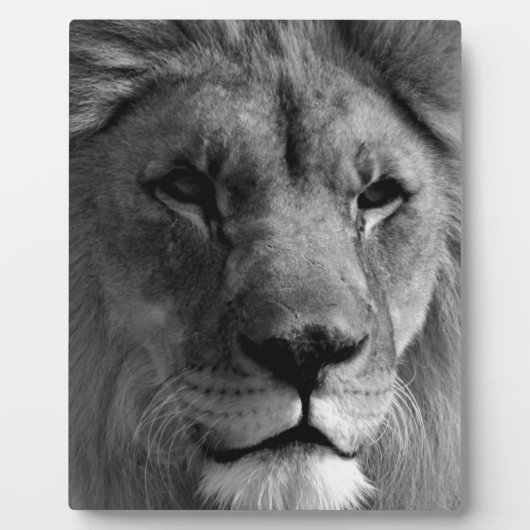 Schwarz-Weiß-Lion Fotoplatte (Vorderseite)