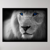 Schwarz-Weiß-Lion mit blauen Augen Poster (Vorne)