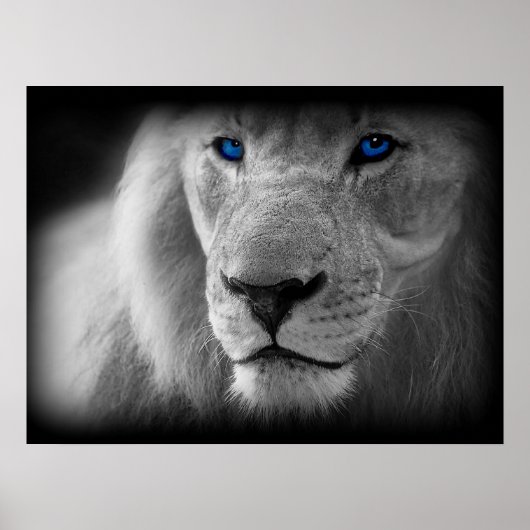 Schwarz-Weiß-Lion mit blauen Augen Poster (Vorne)