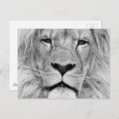 Schwarz-Weiß-Lion Postkarte (Vorne/Hinten)