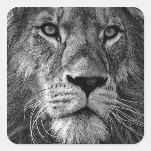 Schwarz-Weiß-Lion Quadratischer Aufkleber (Vorderseite)