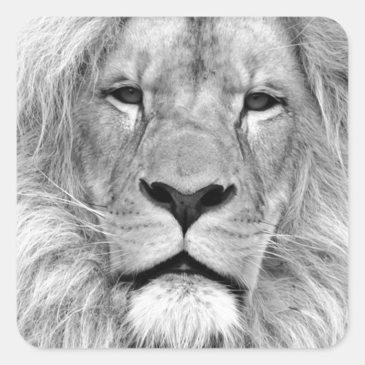 Schwarz-Weiß-Lion Quadratischer Aufkleber (Vorderseite)