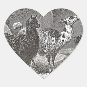 Schwarz-Weiß-Llama Alpaca Andes Herz-Aufkleber