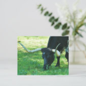 Schwarz-Weiß-Longhorn Postkarte (Stehend Vorderseite)