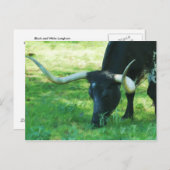 Schwarz-Weiß-Longhorn Postkarte (Vorne/Hinten)