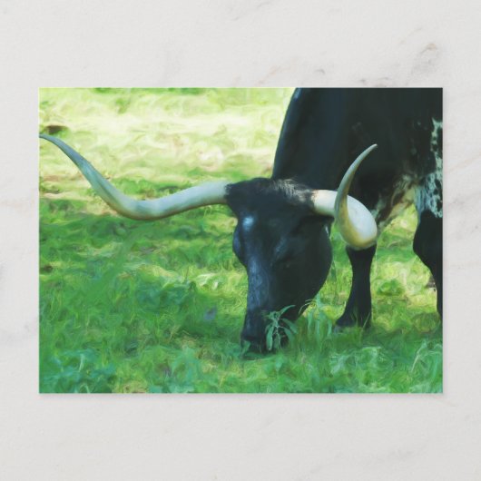 Schwarz-Weiß-Longhorn Postkarte (Vorderseite)