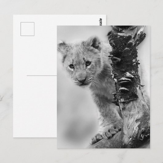 Schwarz-Weiß-Löwe Postkarte (Vorne/Hinten)