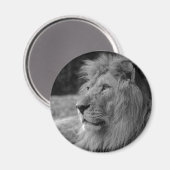 Schwarz-Weiß-Löwe - Wildtier Magnet (Vorderseite/Rückseite)