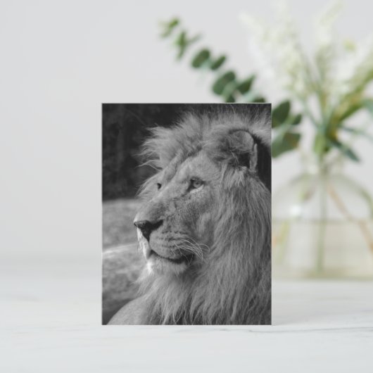 Schwarz-Weiß-Löwe - Wildtier Postkarte (Stehend Vorderseite)