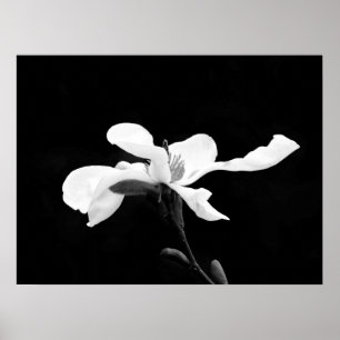 Schwarz & Weiß Magnolia Bloom Poster