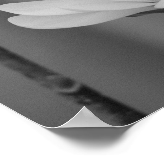 Schwarz-Weiß-Magnolia Centennial Bloom Poster (Ecke)