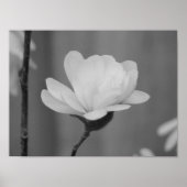 Schwarz-Weiß-Magnolia Centennial Bloom Poster (Vorne)