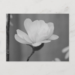 Schwarz-Weiß-Magnolia Centennial Bloom Postkarte