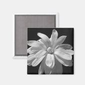 Schwarz-Weiß-Magnolia-Jahrhundert Magnet (Vorderseite/Rückseite)