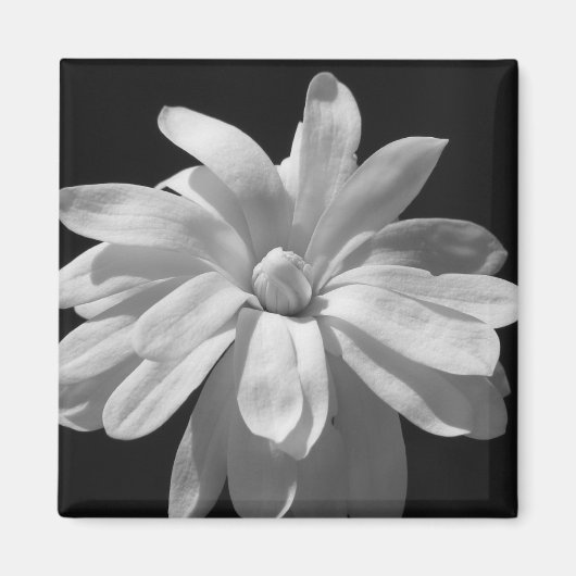 Schwarz-Weiß-Magnolia-Jahrhundert Magnet (Vorne)