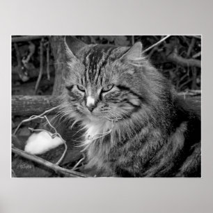 Schwarz-weiß Maine Coon Katze Porträt Poster