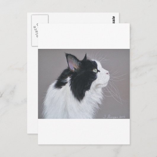 Schwarz-Weiß-Maine-Coon-Katze. Postkarte (Vorne/Hinten)