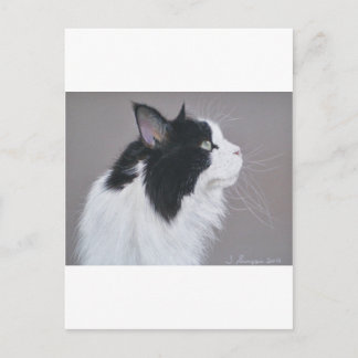 Schwarz-Weiß-Maine-Coon-Katze. Postkarte