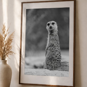 Schwarz/Weiß Meerkat Portrait Wildlife Poster