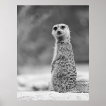 Schwarz/Weiß Meerkat Portrait Wildlife