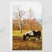 Schwarz-Weiß-Miniaturpony / Pferd Briefpapier (Vorne/Hinten)
