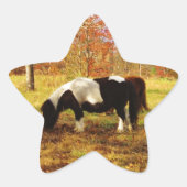 Schwarz-Weiß-Miniaturpony / Pferd Stern-Aufkleber (Vorderseite)